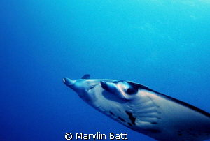 Manta on a fly by by Marylin Batt 